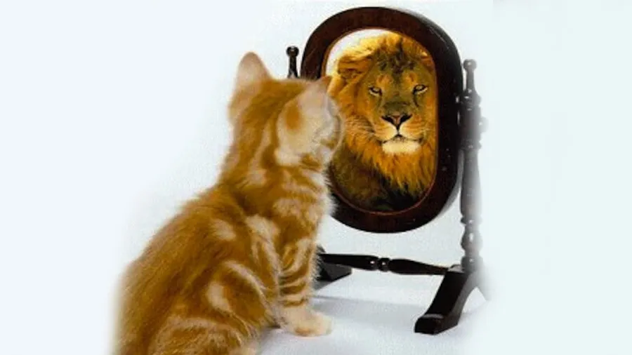 થાય સરખામણી જો…