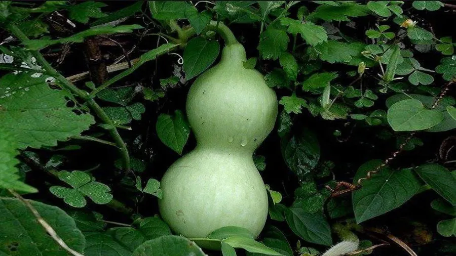 સાધુનું કમંડળ એ ફળનું કઠણ પડ છે