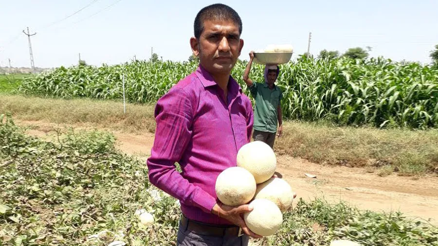 ઓછા પાણીએ પકવી મધ જેવી શક્કર ટેટી: ફક્ત 70 દિવસમાં કરી 21 લાખની કમાણી 