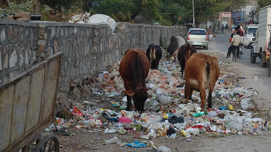 ‘પ્લાસ્ટિક પ્રદૂષણ પર અંકુશ’: શહેરી વિસ્તારોમાં વ્યાપક ઝૂંબેશ હાથ ધરાશે