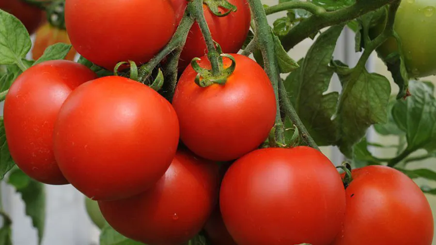 એક છોડ પર 10 કિલો ટામેટા આપતી જાત શોધાઈ