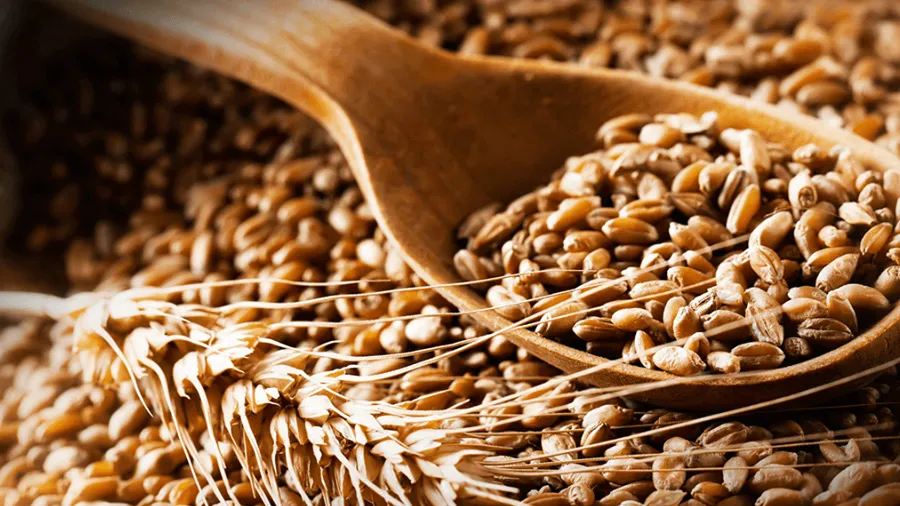 દેશની સૌથી શ્રેષ્ઠ ઘઉંની જાત જૂનાગઢ કૃષિ યુનિવર્સિટીએ વિકસાવી