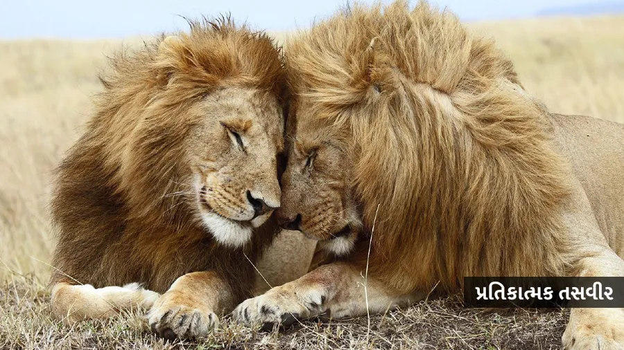 સિંહોની વસ્તી ગણતરી ચોમાસું અને તે પછી પણ આ કારણે ચાલુ વર્ષે નહીં થઇ શકે