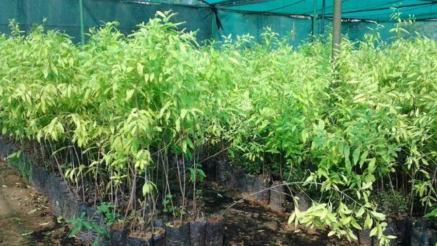 ગુજરાતમાં તમે પણ કરી શકો છો ચંદનની ખેતી પરંતુ પહેલા જાણી લો ફાયદો અને નુકસાન