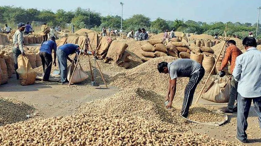 મગફળી ખરીદી માટે રાજ્ય સરકારે ટેકાના ભાવની કરી જાહેરાત, ગત વર્ષ કરતા ભાવ ઘટ્યા