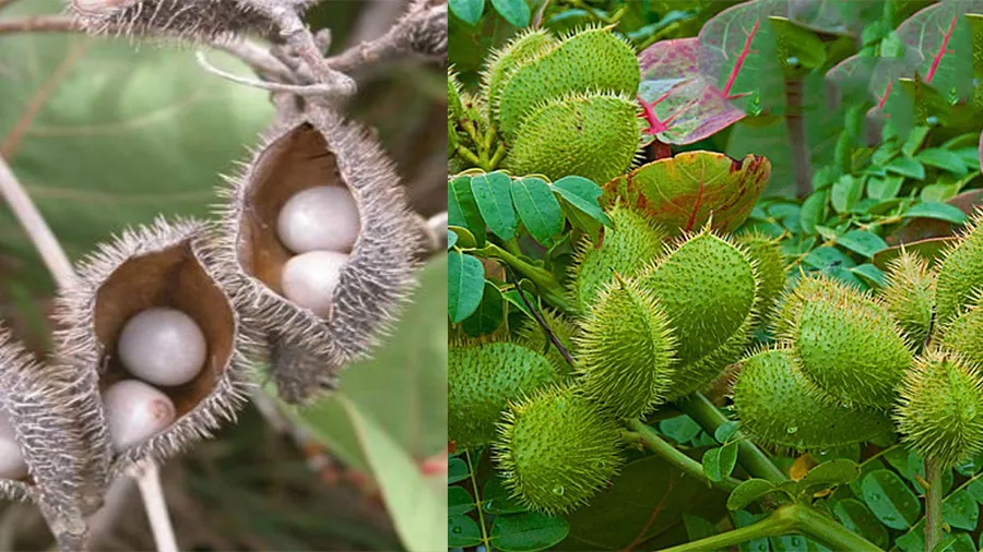 કેન્સરમાં ઉપયોગી કાંચકા ઔષધી ખેતરની વાડ પર સાવ મફતમાં ઉગાડી કમાણી કરો  