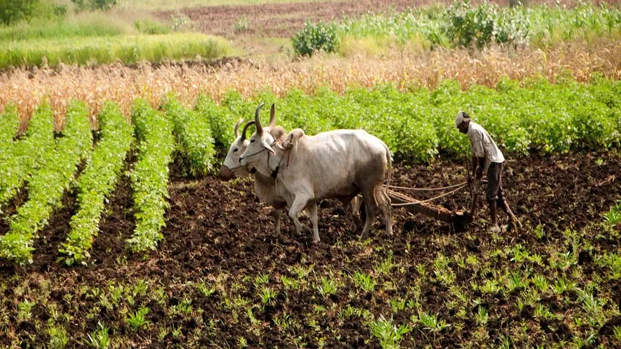 કૃષિ મંત્રીના મતે આ જિલ્લાને સંપૂર્ણ રસાયણ મુક્ત ખેતી કરતો જિલ્લો બનાવાશે