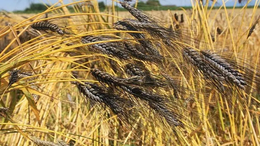 કાળા ઘઉં ડાયાબિટીસ માટે રામબાણ છે, ગુજરાતમાં પાકવા લાગ્યા પણ મજૂરી ઘણી છે