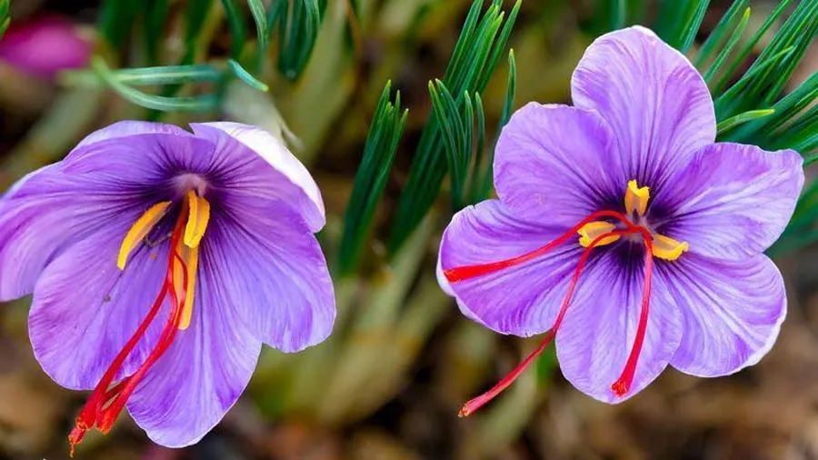 મબલખ કમાણી આપતા કેસરના નામે ગુજરાતના ખેડૂતો સાથે છેતરપિંડી