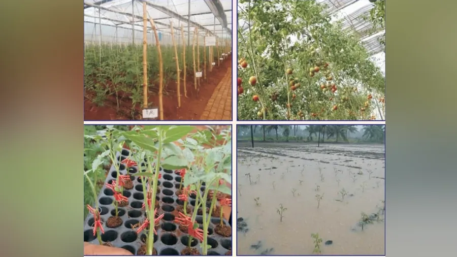 રંગબેરંગી ટામેટાનો પાક લઇ કરો સારી કમાણી
