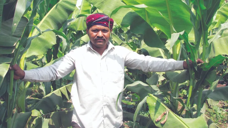 ભાવનગરના ખેડૂતે પ્રાકૃતિક ખેતીથી કેળા ઉગાડી કર્યો રૂ. 12.65 લાખનો નફો