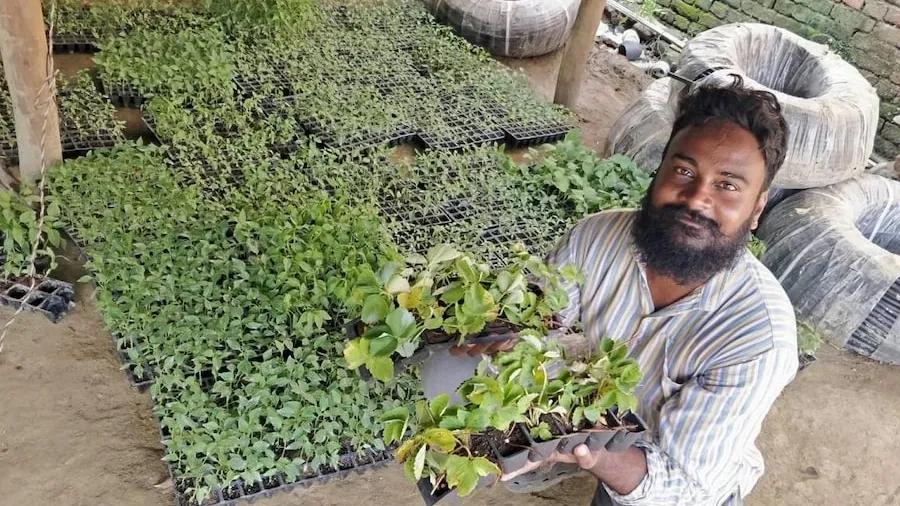 યુવકે છોડી દુબઈની નોકરી, હવે આ ખેતી કરી કમાઈ રહ્યો છે 6 લાખ રૂપિયા