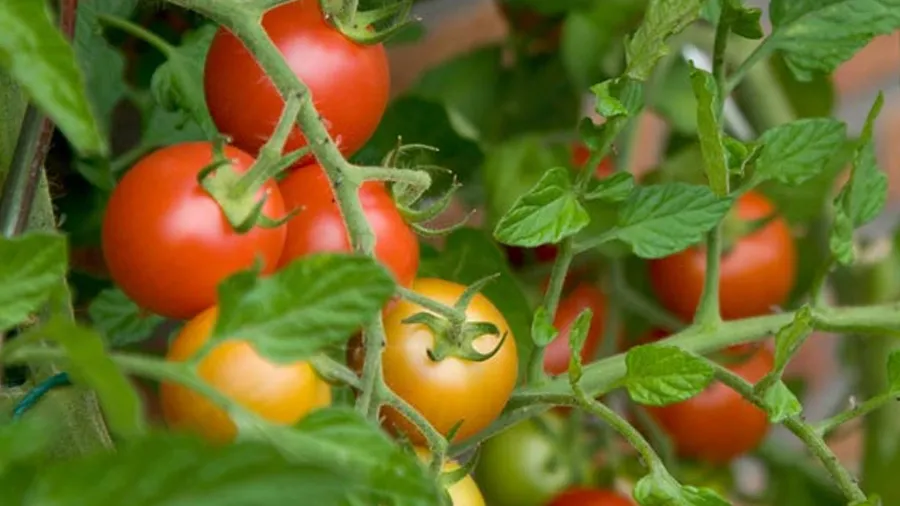એક છોડ પરથી 19 કિલો ઉતરશે ટામેટાં, શોધાઈ નવી જાત