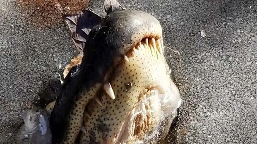 એટલી ઠંડી કે થીજી ગયેલા તળાવમાં મગર ફસાઈ ગયો, જુઓ કેવી રીતે બહાર આવ્યો