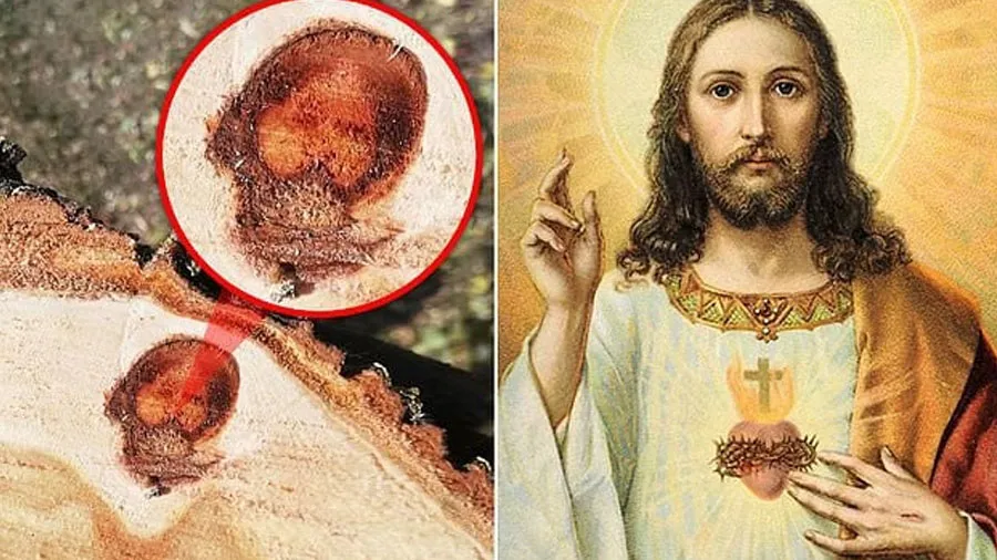 ઝાડ કાપવા પર દેખાયો ‘ઇસા મસીહ’નો ચહેરો, હેરાન થયા લોકો