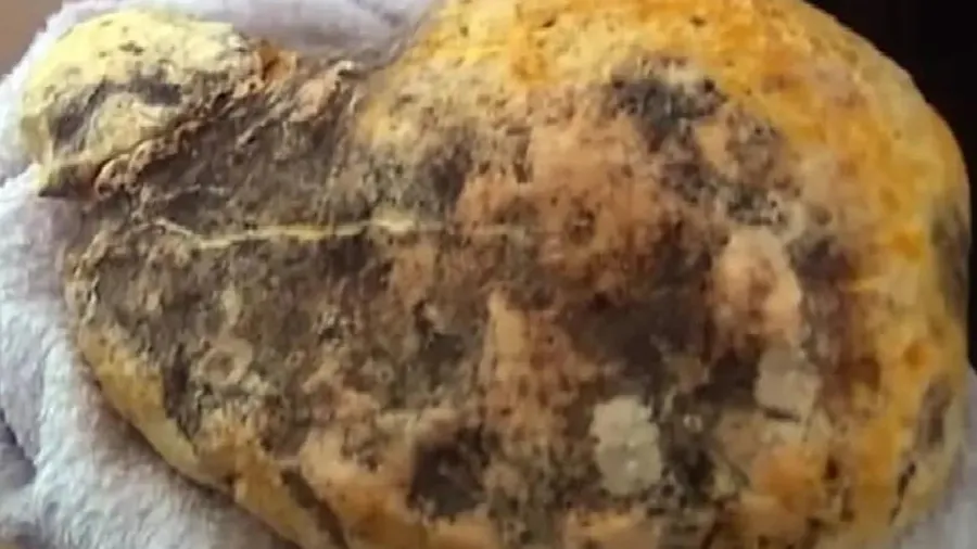 અહીં જપ્ત થઈ 10 કરોડ કિંમતની વ્હેલની ઉલ્ટી, જાણો આખરે શા માટે હોય છે આટલી મોંઘી