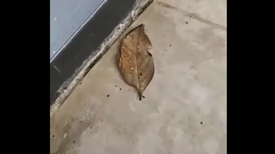 તમને લોકોને લાગતું હશે આ બસ એક સૂકાયેલું પાંદડું છે પણ એવું નથી, જુઓ વીડિયો