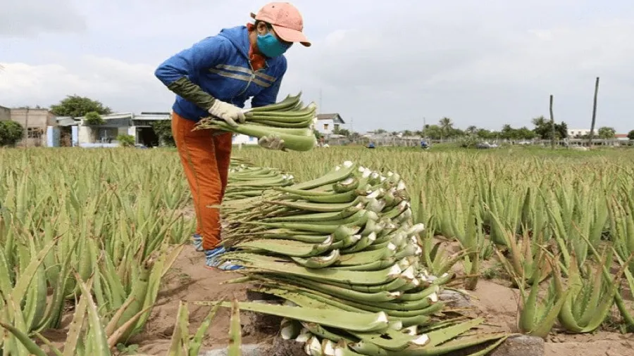 આ ખેતીથી ચમકશે નસીબ, ઓછા ખર્ચે 5 ગણો નફો કમાવવાની સુપરહિટ પદ્ધતિ