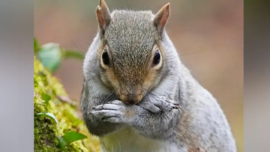 એક ખીસકોલીના કારણે 2 સ્કૂલ સહિત 10 હજાર ઘરોની બત્તી ગુલ