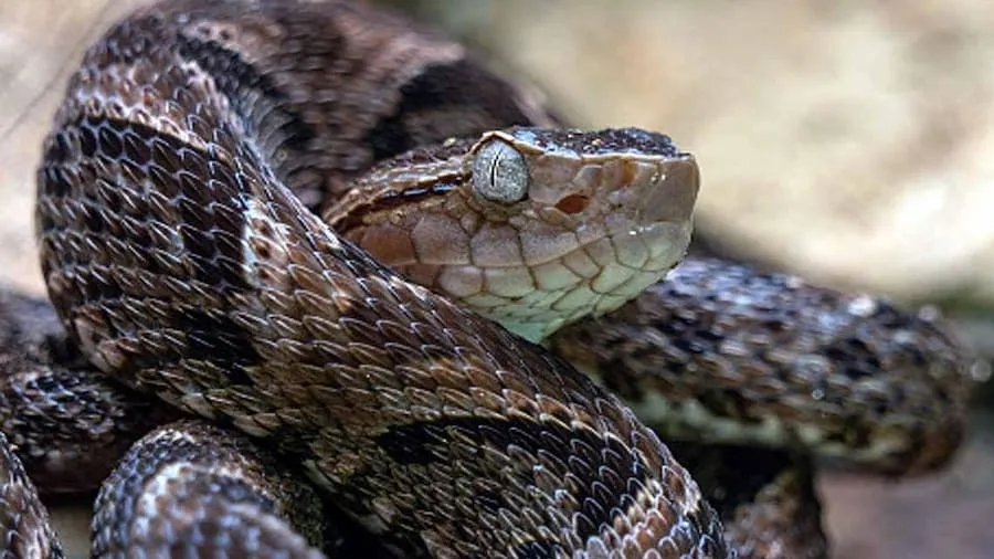 આ પોલીસ સ્ટેશનમાં ચારેય બાજુ રાખવામાં આવ્યા છે મેડ ઈન ચાઈના સાપ, અજીબ છે કારણ