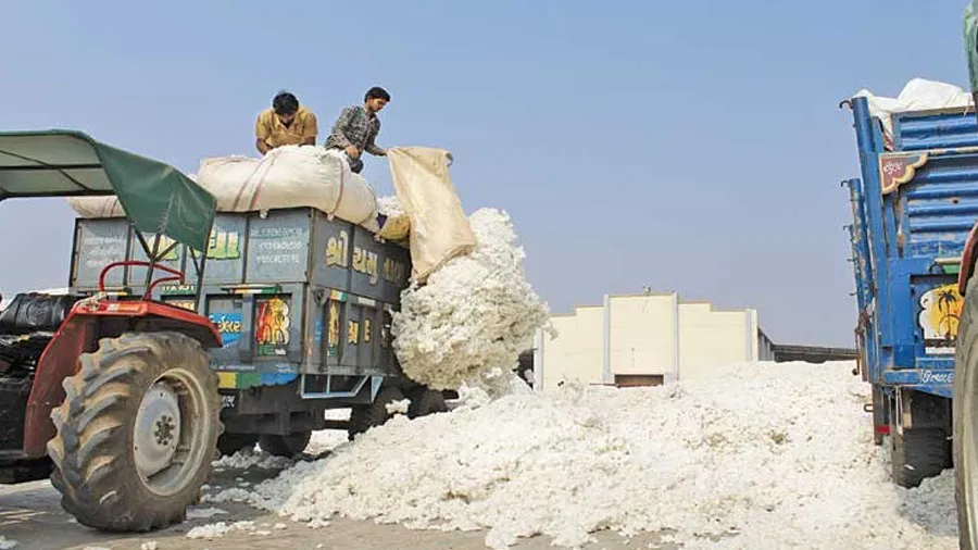 સાબરકાંઠા ખેડૂત રાજુ પટેલે કલેક્ટર પાસે પોતાના કપાસને સળગાવવાની અનુમતિ માગી