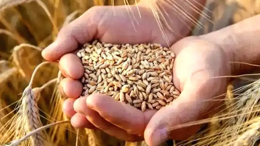 પાકિસ્તાનમાં અનાજનું સંકટ, ગેસ સિલિન્ડરની પણ જમાખોરી,શું શ્રીલંકા જેવી હાલત થશે?