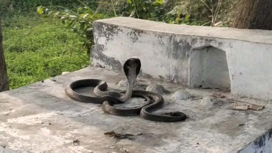 નાગ-નાગિનની અનોખી કહાની, શવની ફિલ્મી સ્ટાઇલમાં દઇ રહ્યો છે પહેરો