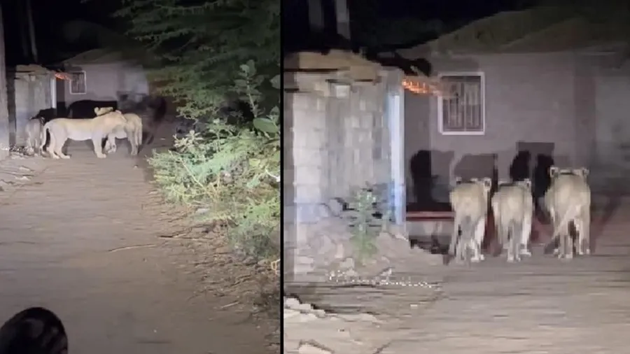 અમરેલીમાં સિંહો પાછળ ગાડી દોડાવી પરેશાન કરતો વીડિયો વાયરલ થતા 3ની ધરપકડ