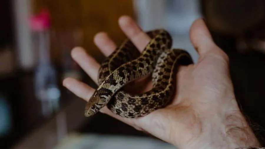 એરપોર્ટ પર મહિલાની બેગમાંથી નીકળ્યો 4 ફૂટ લાંબો સાપ, ચેક કરનારાના નીકળ્યો પરસે