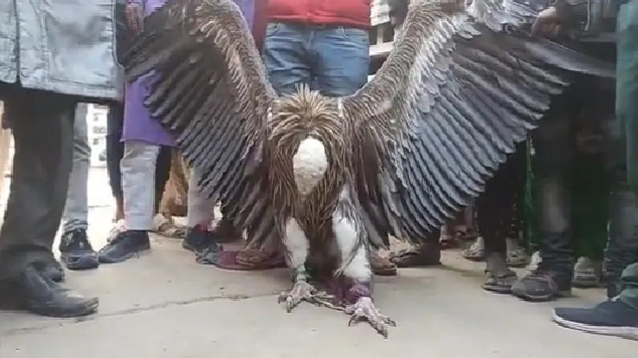 કલયુગમાં પહેલીવાર જીવતો જોવા મળ્યો જટાયુ! લોકોએ વન વિભાગને જાણ કરી