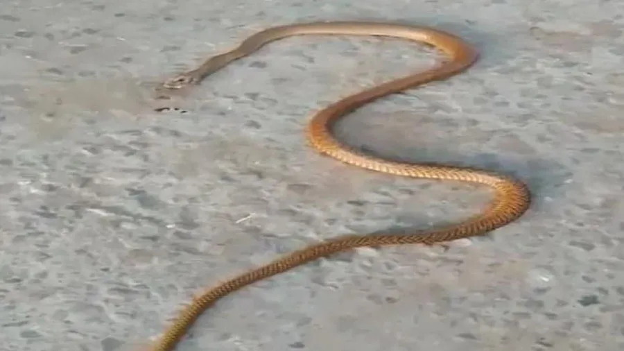 UPમાં ઉંદર બાદ સાપનું પોસ્ટમોર્ટમ, રિપોર્ટમાં ચોંકાવનારો ખુલાસો