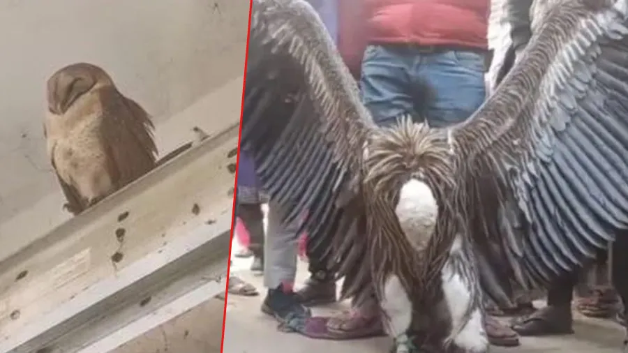 હિમાલિયન ગીધ બાદ હવે શહેરમાં મળ્યું દુર્લભ સફેદ ઘુવડ, જોવા માટે લોકો થયા ભેગા