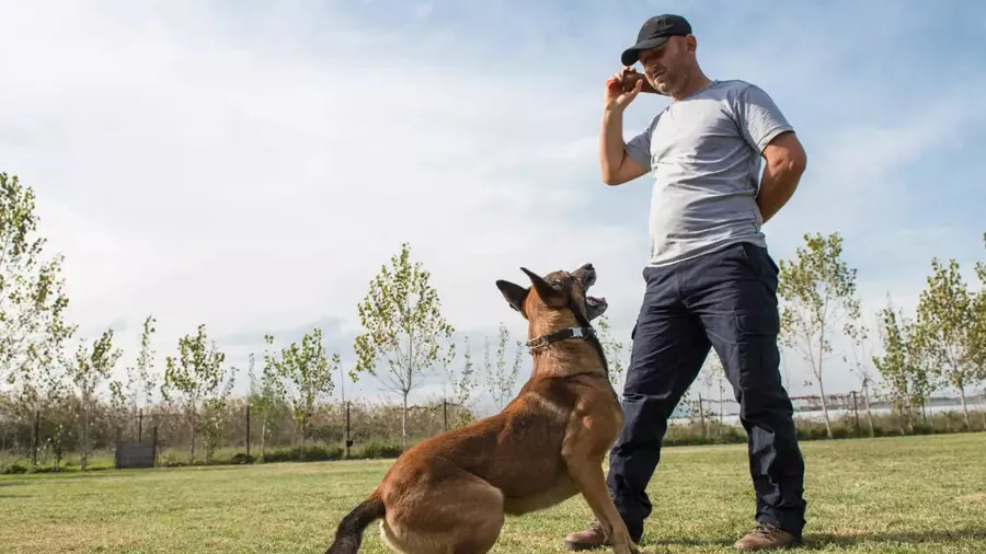 હવે કૂતરો પાળવો પડશે મોંઘો, સરકાર વસૂલશે ટેક્સ, આ જિલ્લાથી થશે શરૂ