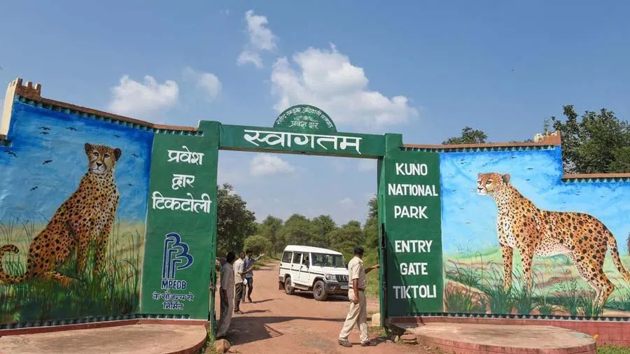 કૂનો નેશનલ પાર્કમાં ફરી આવી રહ્યા છે 12 ચિત્તા, નામીબિયાથી નહીં આ દેશથી આવશે