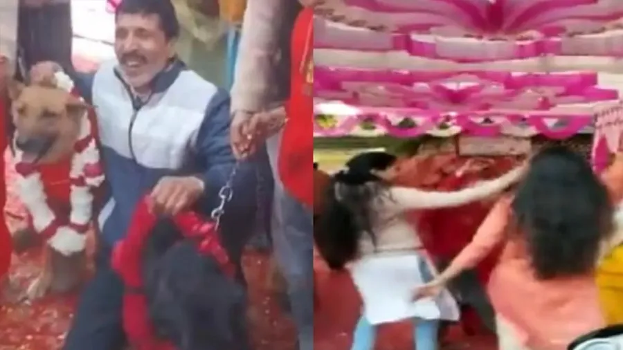 કૂતરાના કૂતરી સાથે લગ્ન કરાવી વરઘોડામાં જાનૈયાનો ડાન્સ કરતો વીડિયો વાયરલ થયો