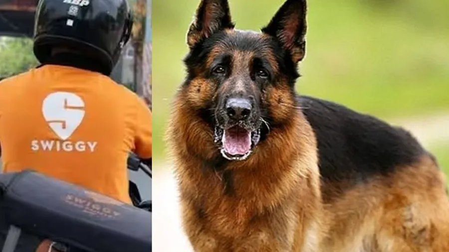 શ્વાનથી બચવા ત્રીજા માળેથી કૂદી ગયો ડિલિવરી બોય, હારી ગયો જિંદગીની લડાઈ