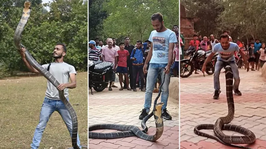 કિંગ કોબ્રાને પકડીને ખેલ કરવા લાગ્યો આ વ્યક્તિ, વળીને કર્યો આ રીતે હુમલો