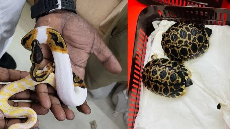 સાપ અને કાચબાઓથી ભરેલી બેગ પહોંચી ચેન્નાઈ એરપોર્ટ, જાણો શું છે આખો મામલો