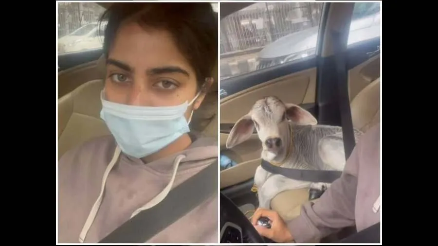છોકરીએ કૂતરાને બદલે વાછરડાને કારમાં ફેરવ્યું, ધર્મમાં આવી આસ્થા જોઈ લોકો ખુશ થયા