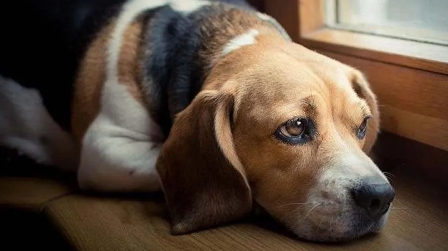 પાડોશીએ પાલતુ કૂતરાને 'કૂતરો' કહ્યો, માલિકને આવ્યો ગુસ્સો, વૃદ્ધને મારી નાંખ્યો