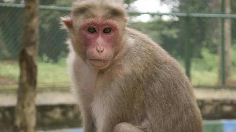 અલીગઢમાં વાંદરાઓનો આતંક, છત પરથી પડવાથી 1 છોકરાનું થયું મોત