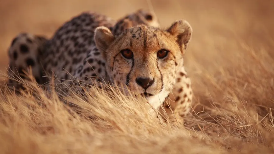 4 મહિના પહેલા નામીબિયાથી કૂનો પાર્કમાં આવેલી માદા ચિત્તા બીમાર, કિડની થઈ ડેમેજ