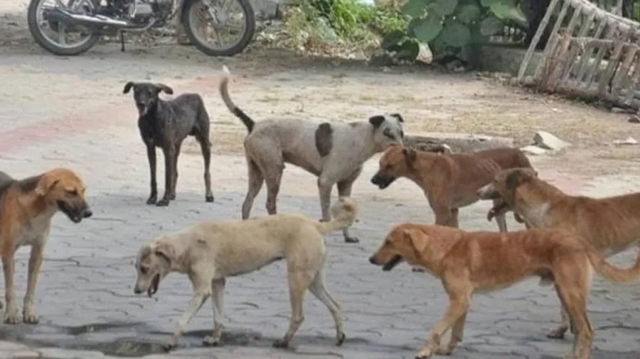 તમને ખબર છે? ભારતમાં એવા કયા રાજ્યો છે જ્યાં એક પણ રખડતો કૂતરો નથી