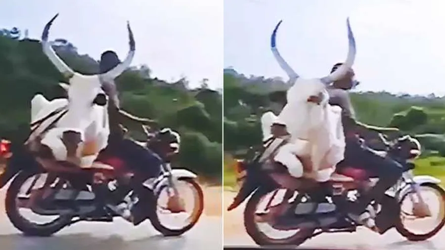 બાઇક પર બેસીને ફરવા નીકળ્યો બળદ, વીડિયો જોઈને તમે પણ ચોંકી જશો