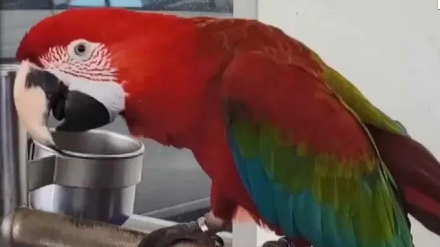 પોપટે કર્યું એવું કામ, માલિકને થઇ જેલ, 74 લાખ રૂપિયા પણ ચૂકવવા પડશે