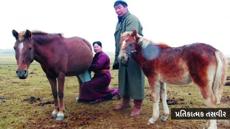 મંગોલિયાના લોકો ઘોડીનું દૂધ કેમ પીવે છે? ગાયનું દૂધ નથી કરતા પસંદ, જાણો કારણ