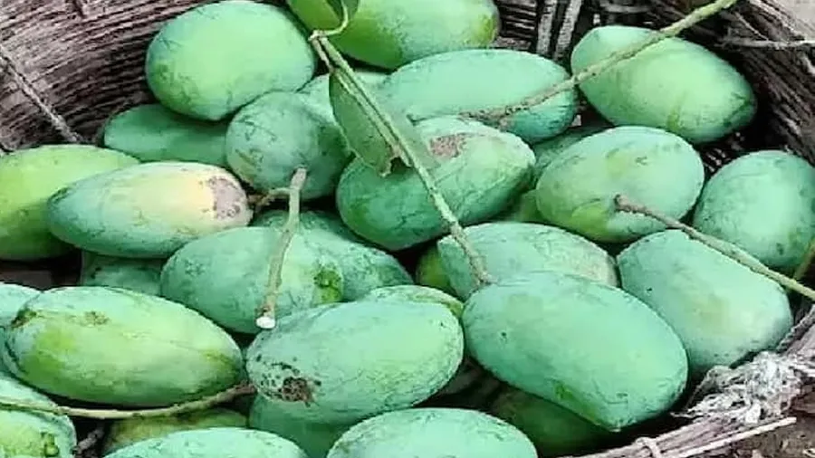 જૂનાગઢ યાર્ડમાં ખટમીઠી તુરી ખાખડીના શ્રીગણેશ, સીઝનની પ્રથમ ખાખડીની 100 કિલો આવક