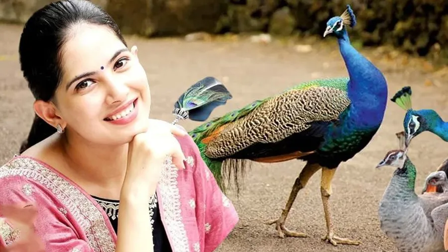 મોરના આંસુ પીઈને ગર્ભવતી થાય છે ઢેલ? જયા કિશોરીના આ દાવામાં કેટલું સત્ય