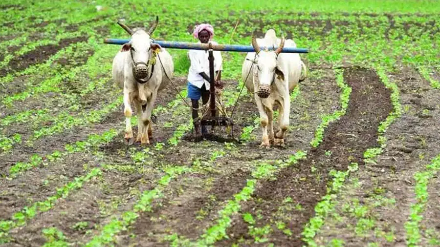 માવઠાનો કૃષિ સર્વે સરકારે કર્યો પૂરો પણ ખેડૂતોને આપ્યો ઝટકો