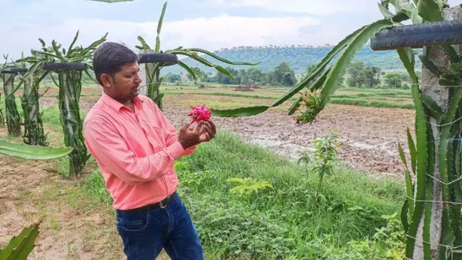 આ ફ્રૂટની ખેતી કરી ખેડૂતે 1 એકરમાં 5 લાખનો નફો કર્યો
